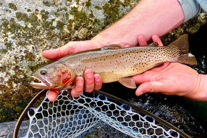 a hand holding a fish