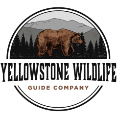 Yellowstone Wildlife Guide Company